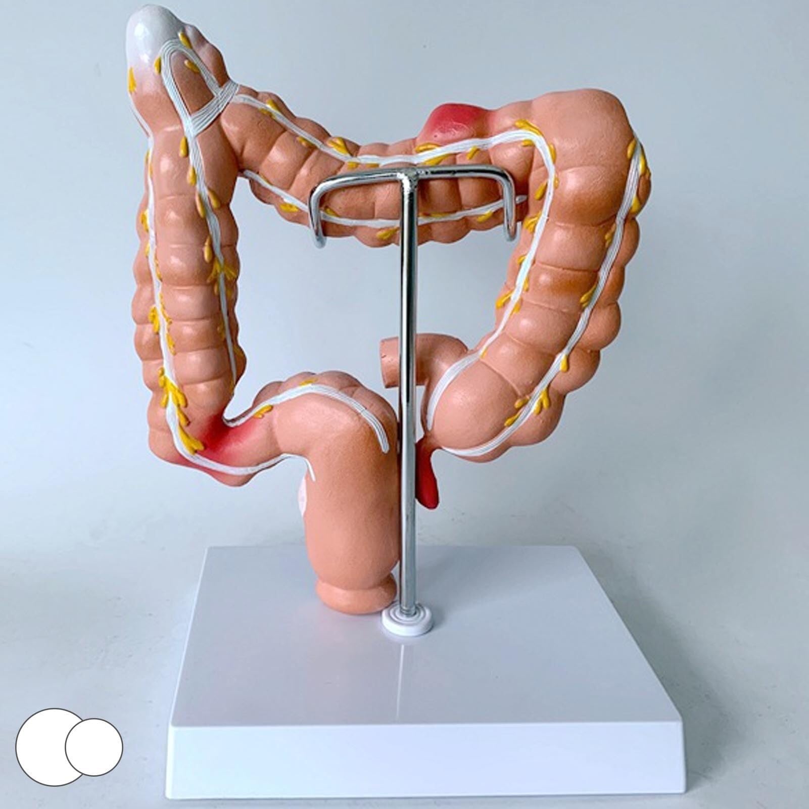 Human Colon Anatomy Model, 3D Human Anatomy Model, Human Anatomy and Physiology Education Replica