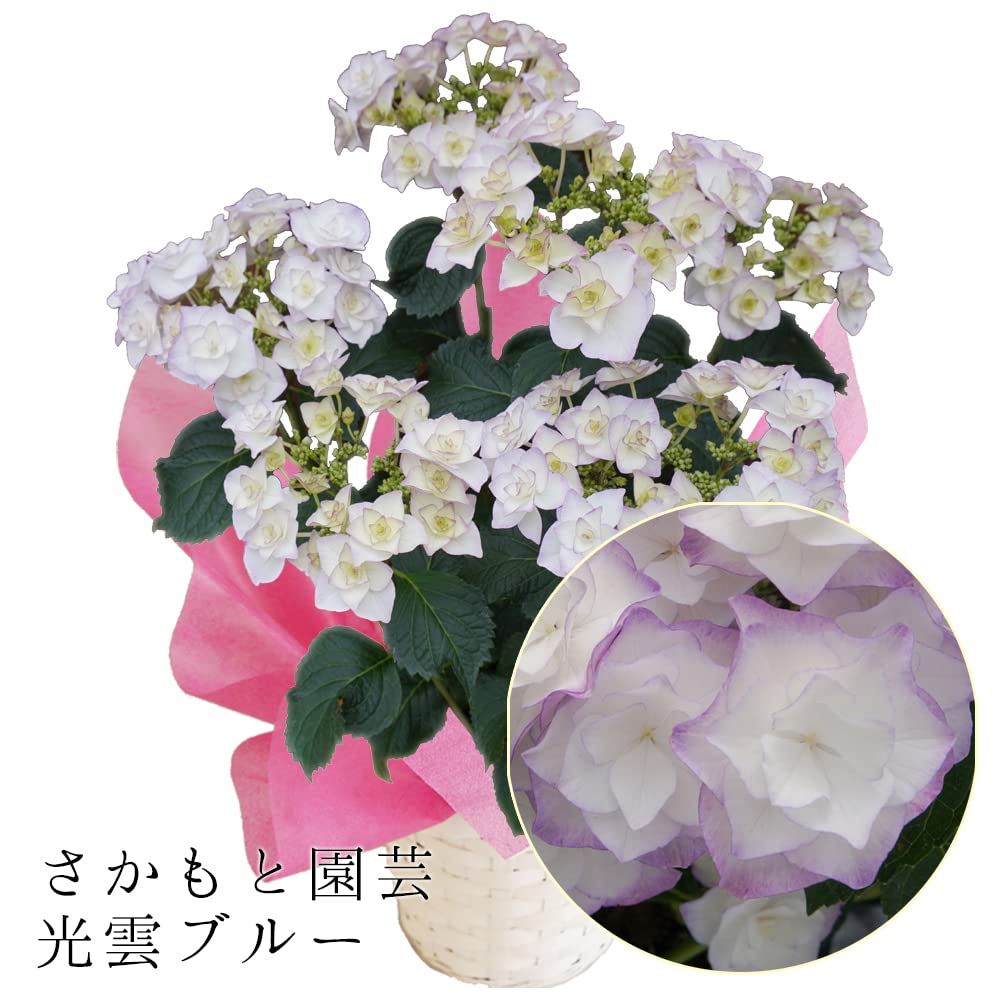 Amazon｜光雲ブルー さかもと園芸 達人のあじさい 母の日 あじさい