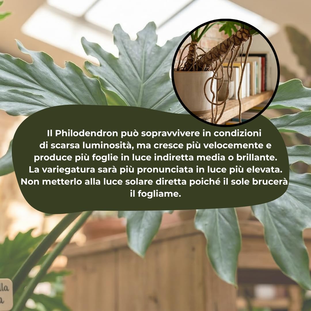 Philodendron Selloum (pianta della speranza) – vaso 24 cm – filodendro tropicale da interno, foglie grandi decorative