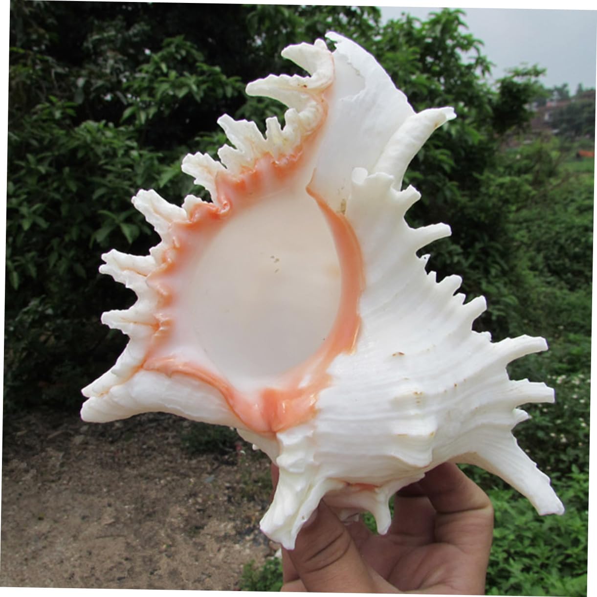 Toddmomy Adornos Caracol Natural Blanca para Acuario Decoración para Escritorio Paisaje Acuático Adorno para Pecera De Mar Decoracion