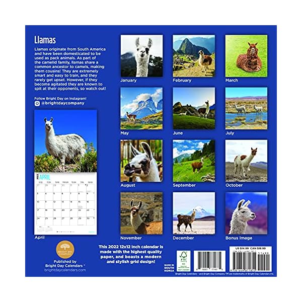 Bright Day 2022 Llamas Wandkalender 30,5 x 30,5 cm, niedlich, flauschig, lustig, Bauernhoftier – Bild 3