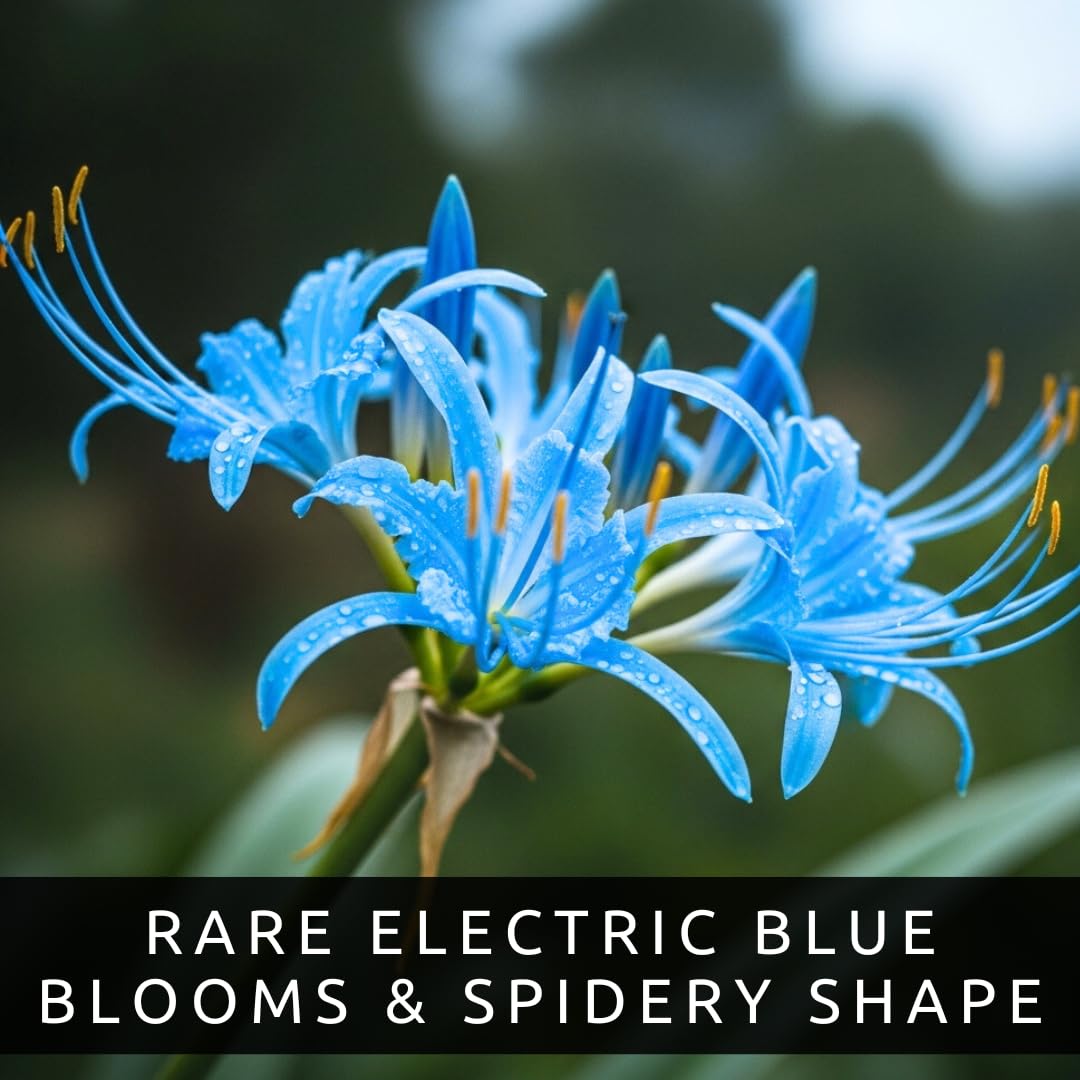 Amazon.com : Electric Blue Spider Lily Bulb for Planting (1 Bulb) - Rare  Lycoris Variety -Striking Blue Blooms -Easy Care Perennial - Surprise Bloom  Flower - Unique Valentine Gift - Cheerful Lily : Patio, Lawn & Garden