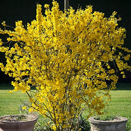 Forsythia Flojor - Deciduous Compact Spring Flowering Garden Shrub in Pot (9cm Pot, 15-30cm)