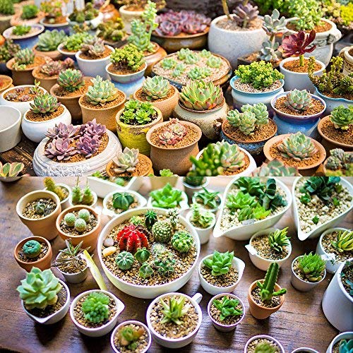 Augshy 24 Pack Artificial Succulent Plants Unpotted Mini Fake Succulents Plant For Lotus Landscape Decorative Garden Arrangement Decor #TOP6