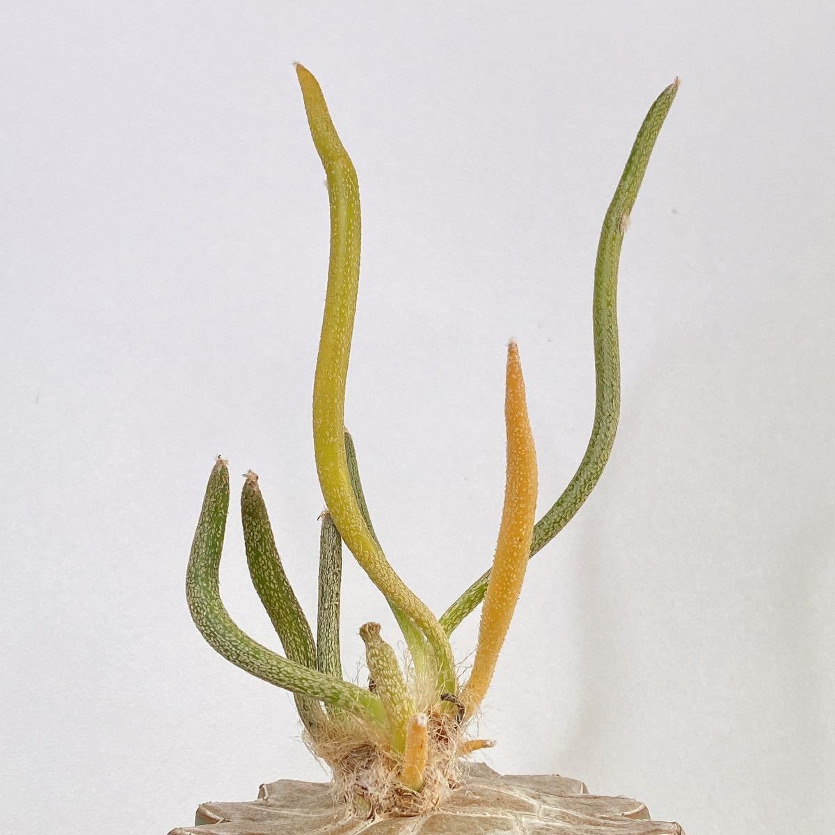 Amazon.co.jp: 多肉植物 サボテン アストロフィツムカプト