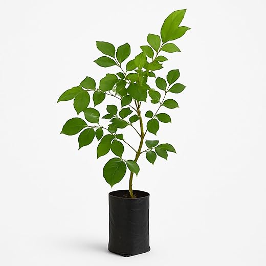 Natural China Doll Live Plant - Indoor Tree