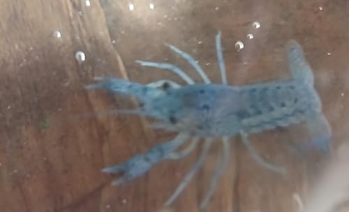 1 Live Electric Blue Crayfish -Live for Aquarium or Pond,