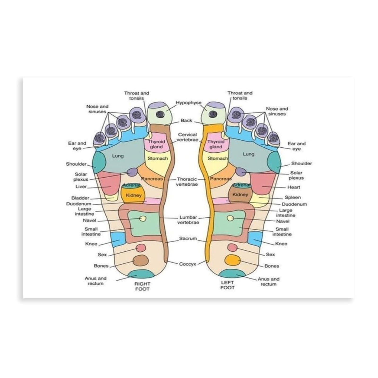 Foot Reflexology Chart, Health Science 1 Canvas Poster Wall Art Decor Print Picture Paintings for Living Room Bedroom Decoration Unframe: 12x18inch(30x45cm)