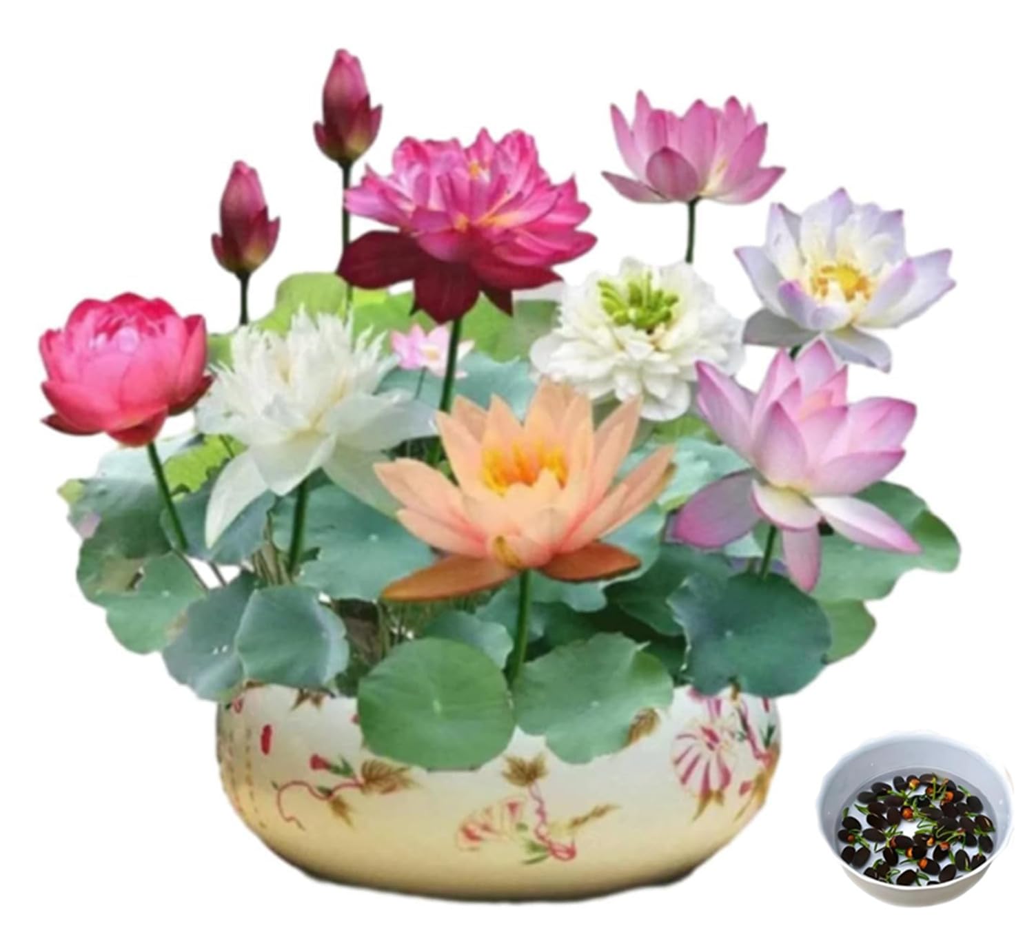 The Sacred Bonsai Bowl Lotus Flower, Mixed Colour Flower Seeds, Bonsai Bowl Lotus Flower Seeds, Beginner-Friendly Water Lotus Planting in Water Bowl Lotus Seed for Kitchen Garden Pond (100seeds)