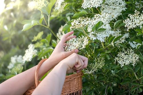 Esquejes frescos de saúco para cultivar, fáciles de cultivar (4 esquejes) disponible en Yaxa Costa Rica