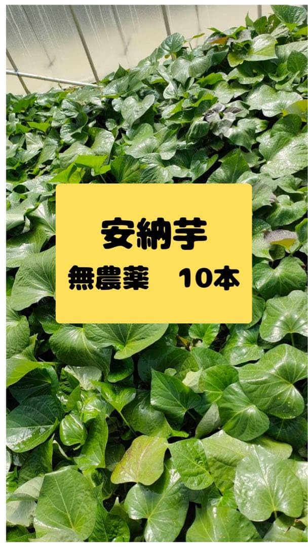 Amazon.co.jp: さつまいも苗 安納芋苗 10本 バイオ苗 : DIY・工具