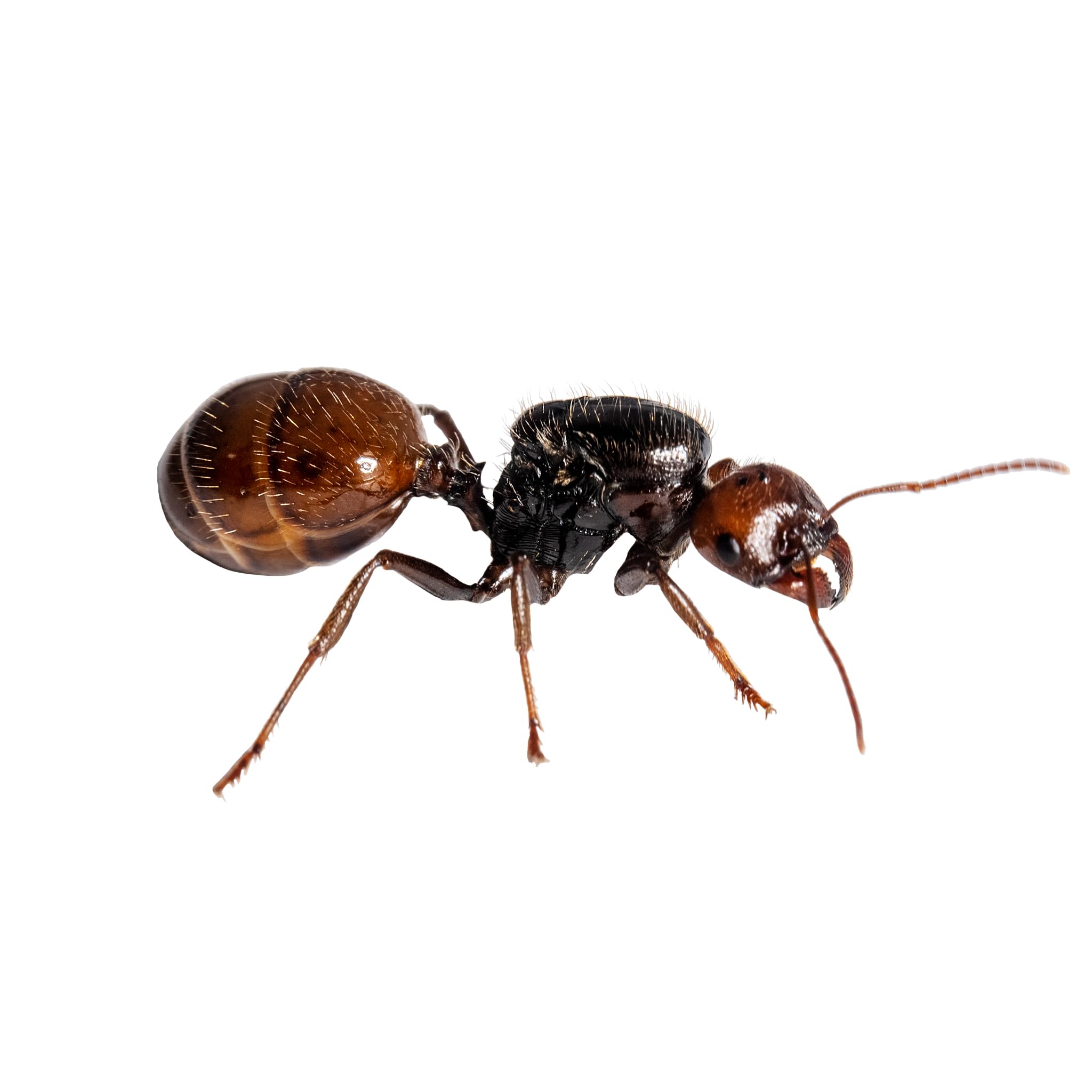 Starter-Set Messor Barbarus | Modularer Ameisenhaufen | inklusive Ameisen (matt-weiß)