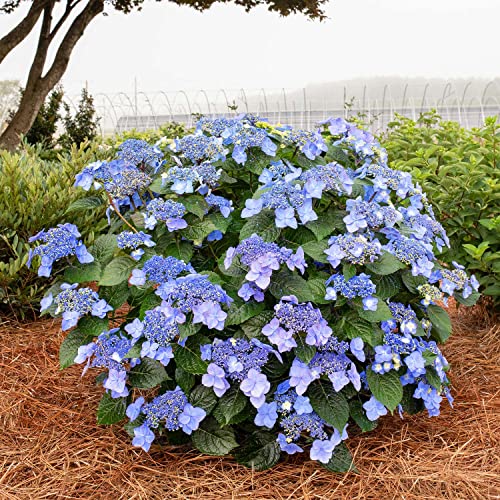 Hortensie 'Endless Summer® Pop Star®'- 3 Liter Topf - blau - Tellerhortensie