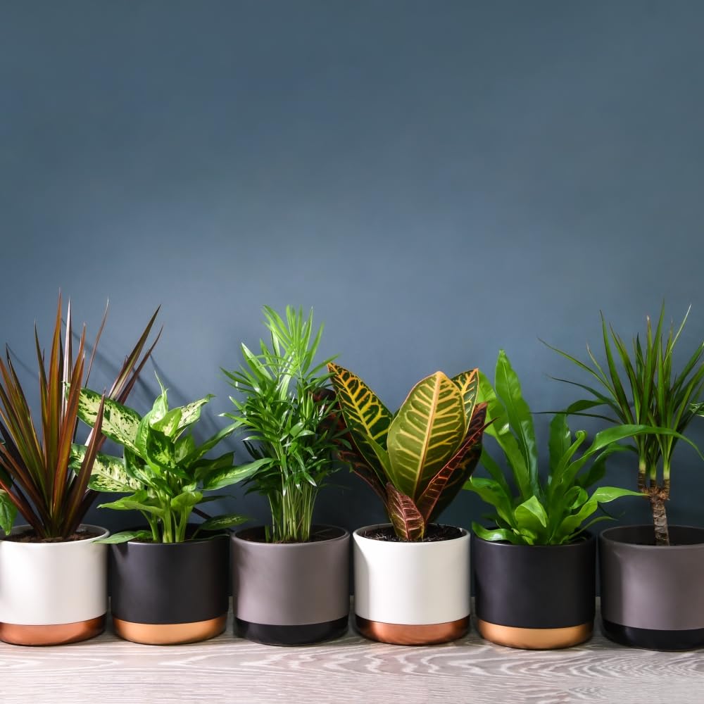 Air Purifying Evergreen 6 x Indoor House Plants Collection Clean Scandi Lifestyle Real Plants with Unique Foliage & Eye Catching Designs, Scandi Houseplant Lucky Dip by Thompson and Morgan