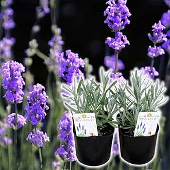 61Cf6dnUyAL._AC_UF350,