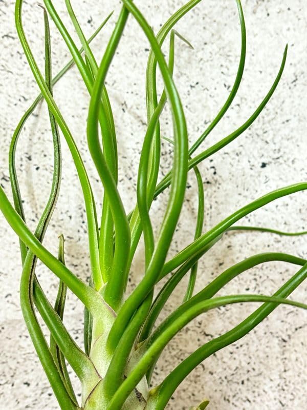 Tillandsia Bulbosa Freak Show 速達発送 Tillandsia Bulbosa Freak