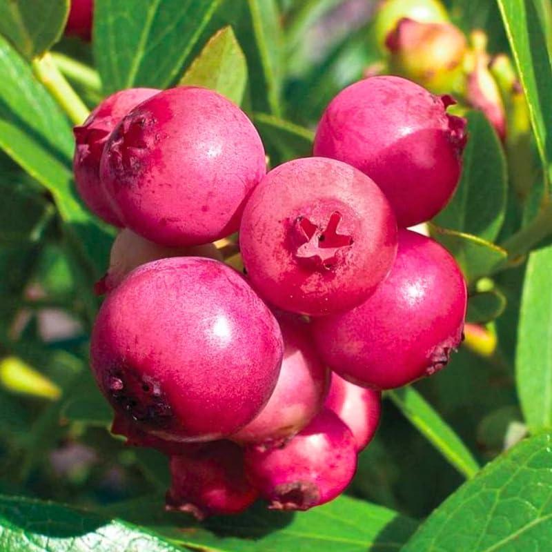 2 Blueberry Plants Live for Planting, Blueberry Bushes Live Plant 1 Year Old, Fruit Tree Live Blueberry Plant Highbush Blueberry Plant (Pink Lemonade Blueberry Plants)