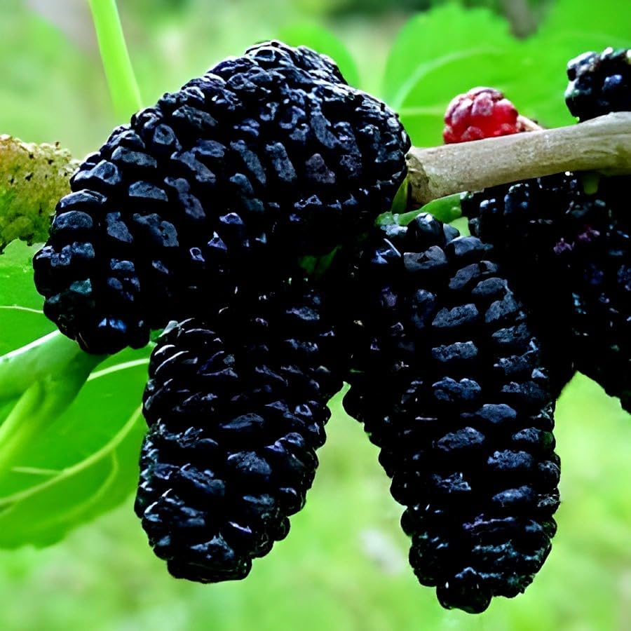 Image of Sweet & testy Hybrid Black MullBerry Fruit High Yield Hybrid Rare Tropical Fruit Healthy Live Plant for Home Roof Top Garden (Black)