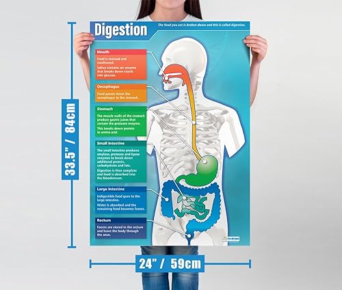 Miniatura 2 de Daydream Education Póster de ciencia de la digestión – Papel brillante – FORMATO GRANDE 33 x 23.5 pulgadas – Decoración de aula STEM – Tablas de