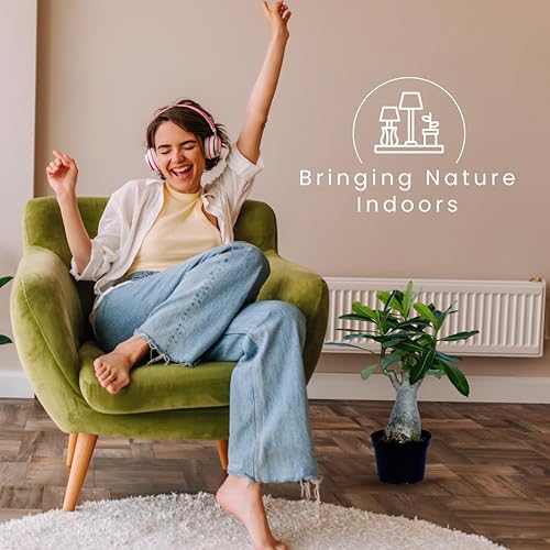 Miniatura 7 de American Plant Exchange Planta de rosa del desierto de floración individual, planta de interior con flores rosadas, maceta para decoración del hogar