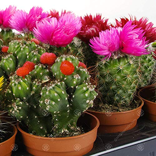 Assortiment Mini Cactus Disco Kamerplant in pot, 5,5 cm, klein cadeau voor thuis/kantoor (10 stuks) - Afbeelding 5