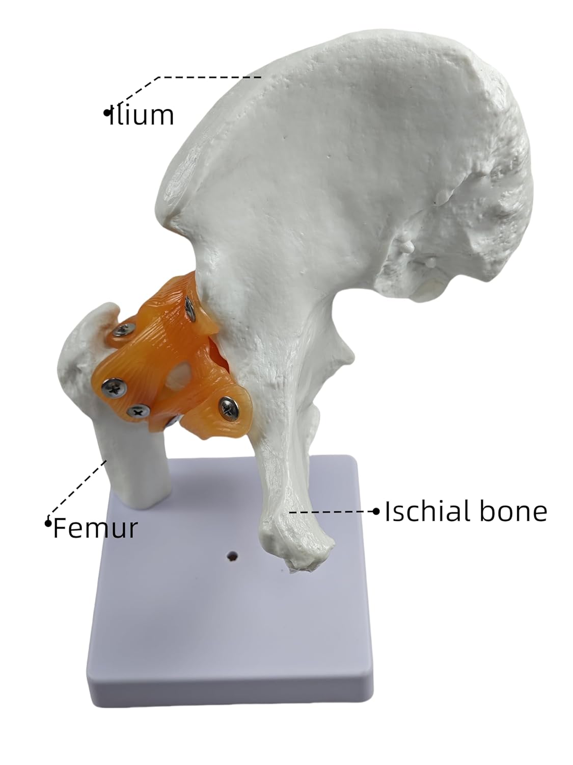 Hip Joint Model Life Size Human Anatomy, Realistic Hip Bone Structure with Flexible Ligaments, PVC Material, Includes Display Base, Anatomy Teaching Aid for Classroom and Doctor Office