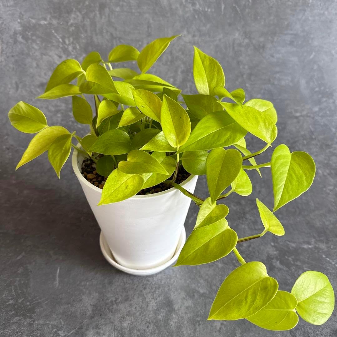 ポトス☆ライムコンパクト☆鉢苗☆9275 ポトス☆ライムコンパクト☆鉢苗☆9275