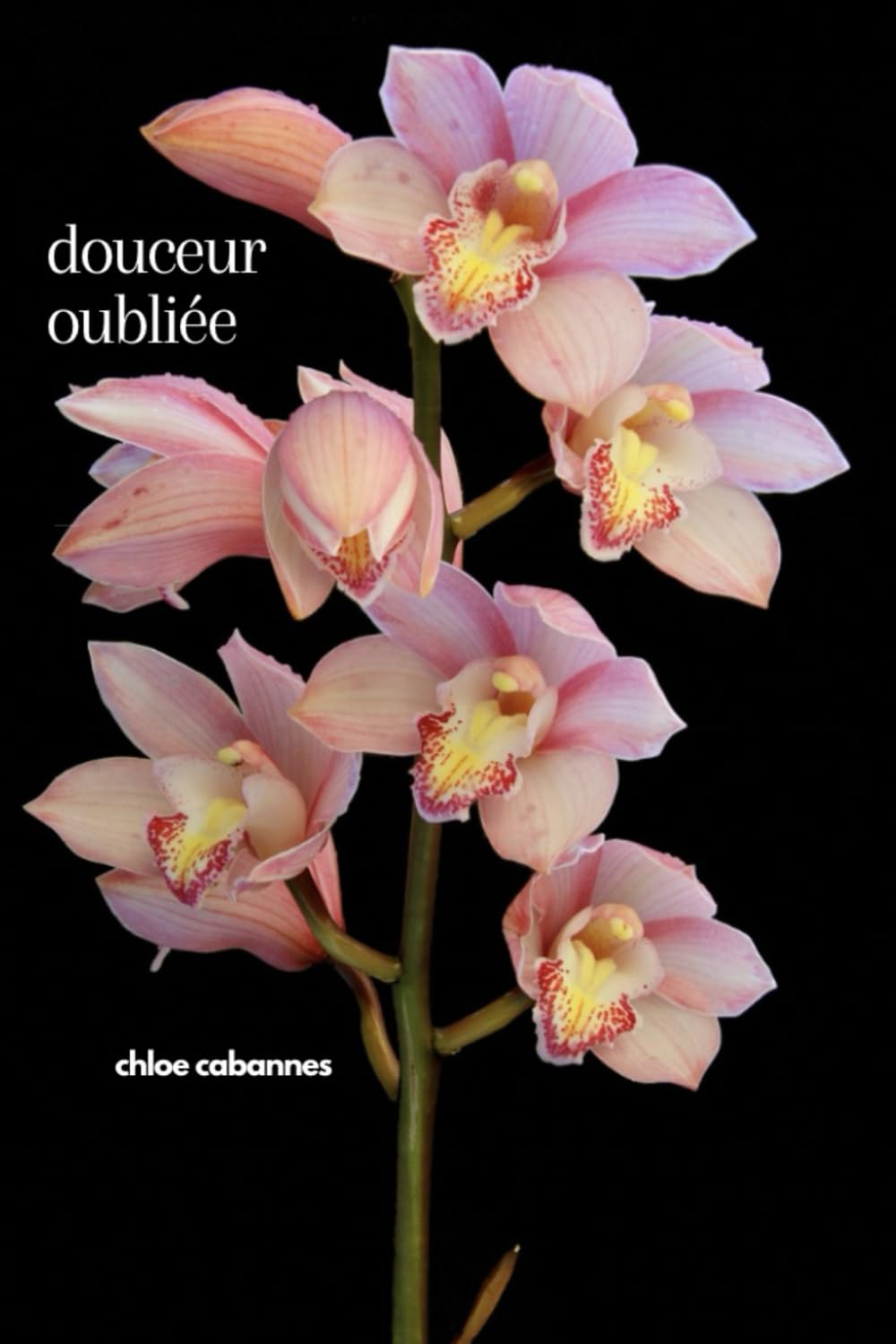 Douceur Oubliée: Softness, i forgot- French Translation