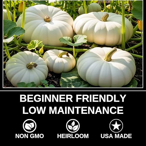 Miniatura 5 de Semillas de calabaza apiladoras planas blancas para plantar (10 semillas)