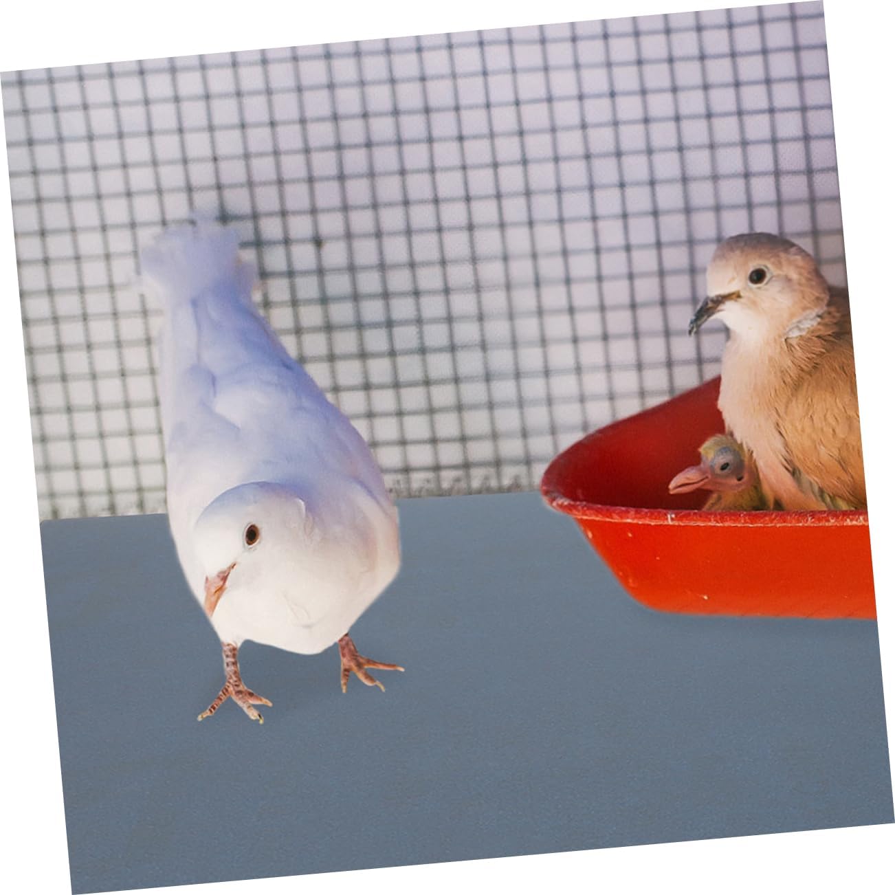 Yardwe 10sheets Bird Cage Liner Bird Gravel Paper Pads for Clean and Neat Cages Easy Replace Sandpaper Cushion for Parrots