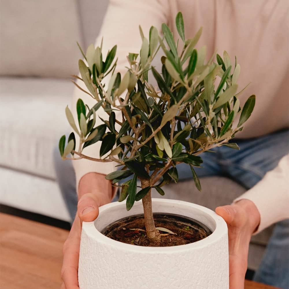 Olivo u Olea Europea | Planta natural ideal para exterior con altura 30-40 cm en maceta tipo tarrina 19ø | April Plants