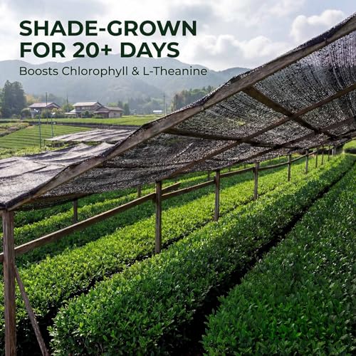 35°N MATCHA Organic Ceremonial Grade Matcha Powder