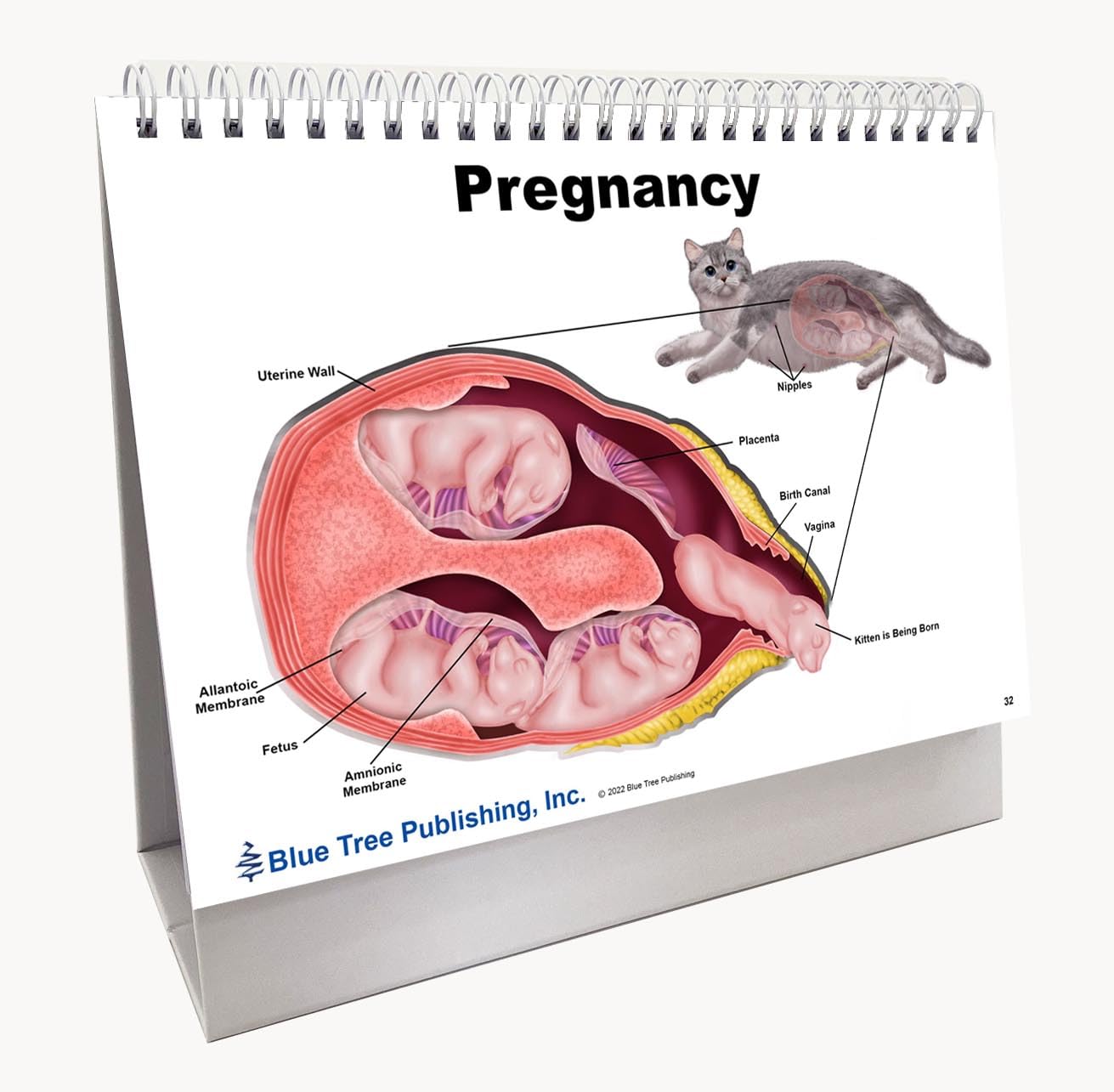 Anatomy of the Cat ほか猫解剖学関連書籍　４点セット Anatomy of the Cat ほか猫解剖学関連書籍 4点セット