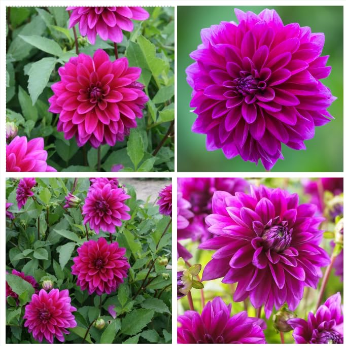 2 Large Dinnerplate Dahlia Bulbs for Planting, Dahlia Tubers Big Bloom Dahlias Flowers Bulbs...