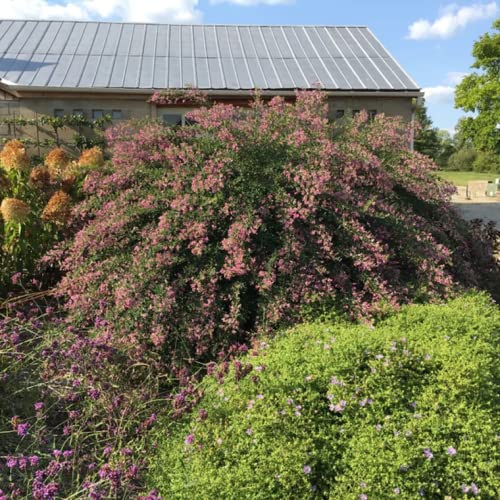 Chuxay Garden 100 Seeds Lespedezathunbergii,Bush Clover Seed,Thunberg Bush Clover Deciduous Shrub Lovely Pink Flowers Great For Garden And Patio #TOP4