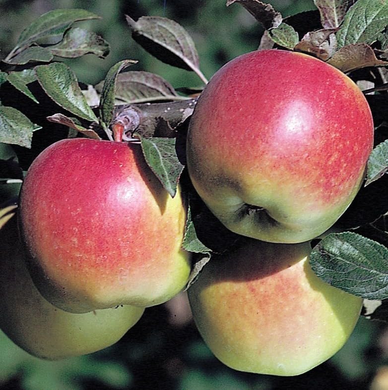 See full amazon price history chart for Platone Apple Plant Harman-99 Apple Plant Platone Apple Plant Harman-99 Apple Plant (B0DBTFW4VC) Amazon Price History, Amazon Price Tracker
