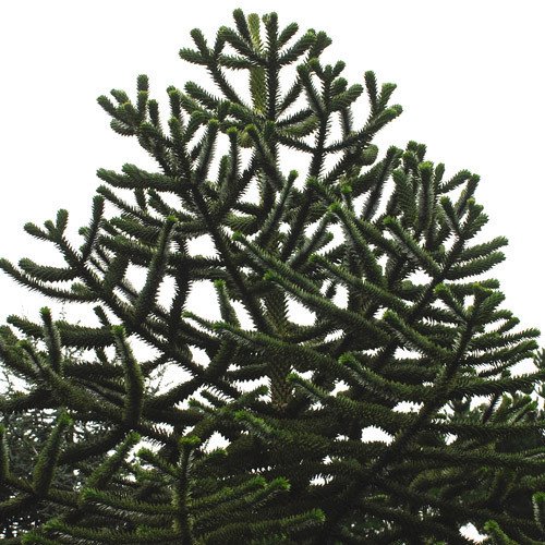 Araucaria Araucana Seeds (Tree & Shrub Seeds)