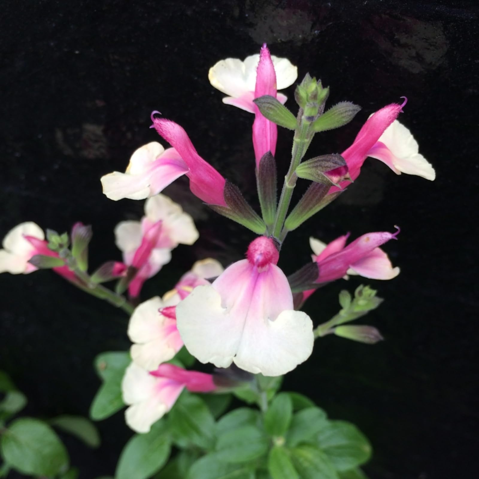 Carbeth Plants - Salvia Cuello White Plant 3 x 9cm Pot