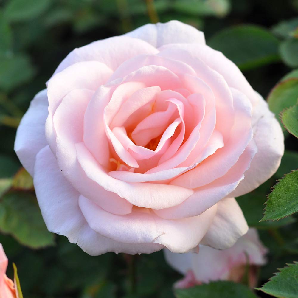 Amazon.com : Heirloom Roses Garden Rose Bush - Pretty Lady® Live