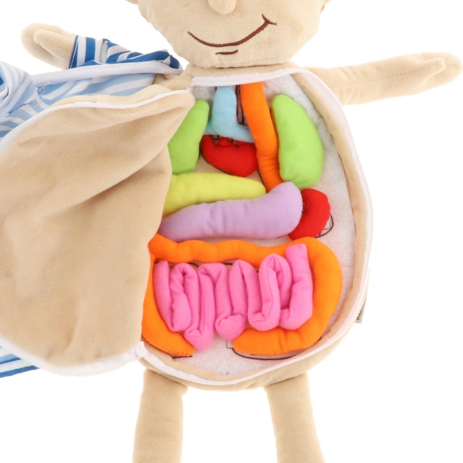 Modelo Interactivo de Anatomía Humana: Una Herramienta Educativa Fascinante para Niños, Multicolor2, 49x33x6cm