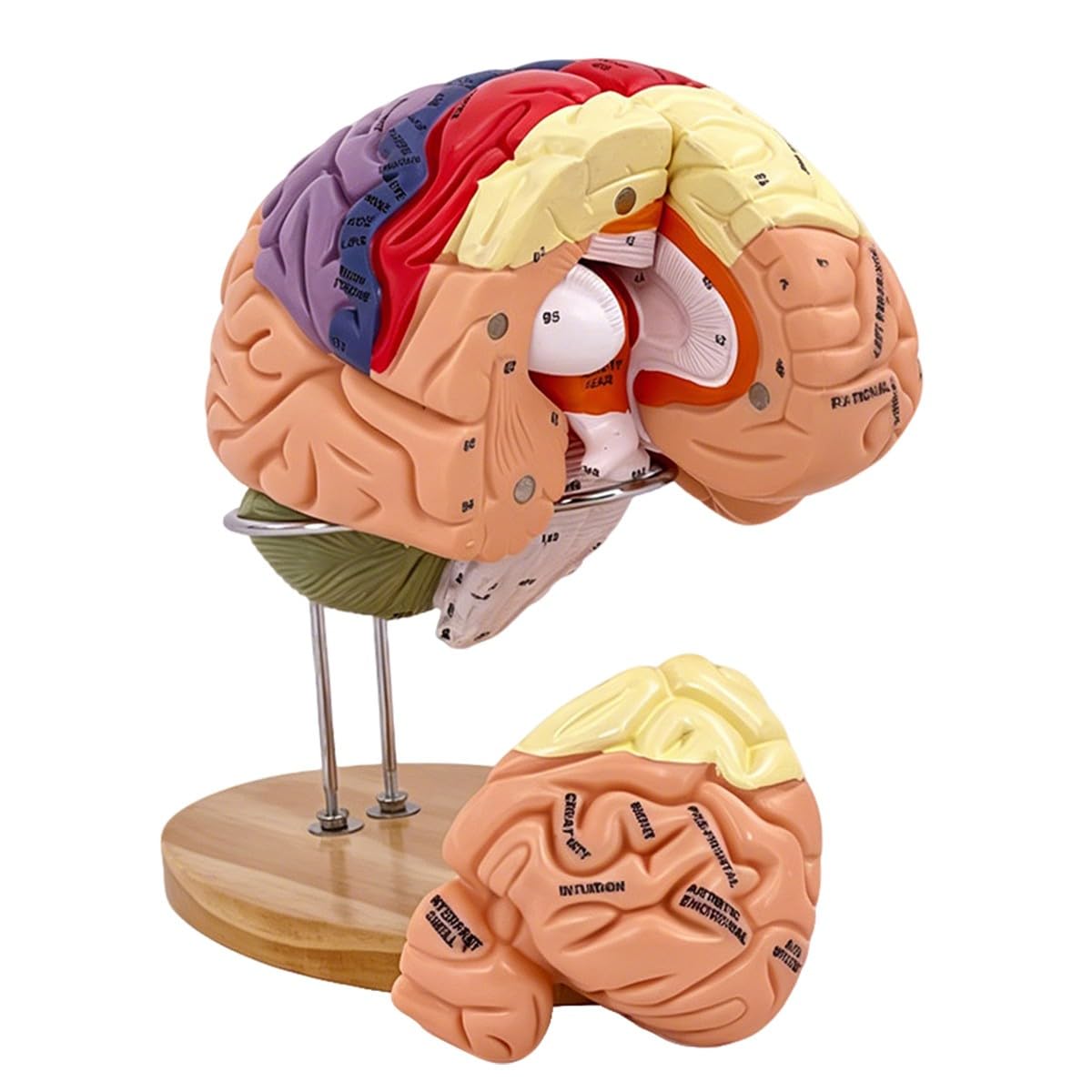 Baannaww Brain Model-Anatomy 4D Brain Model of Brain Model Teaching Human Brain Model Neuroscience Brain Structure Model of Brain Surgery Gifts Detachable 25 * 25 * 15cm