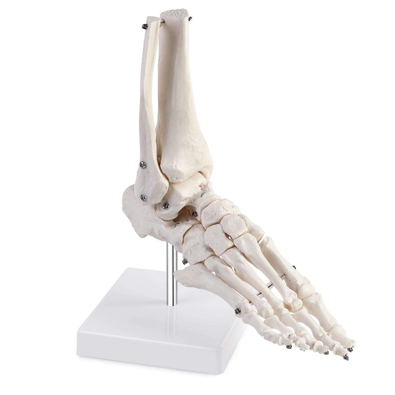 ERWEY Modèle de cheville humain grandeur nature avec trépied, modèle squelette du pied droit, modèle d'anatomie médicale