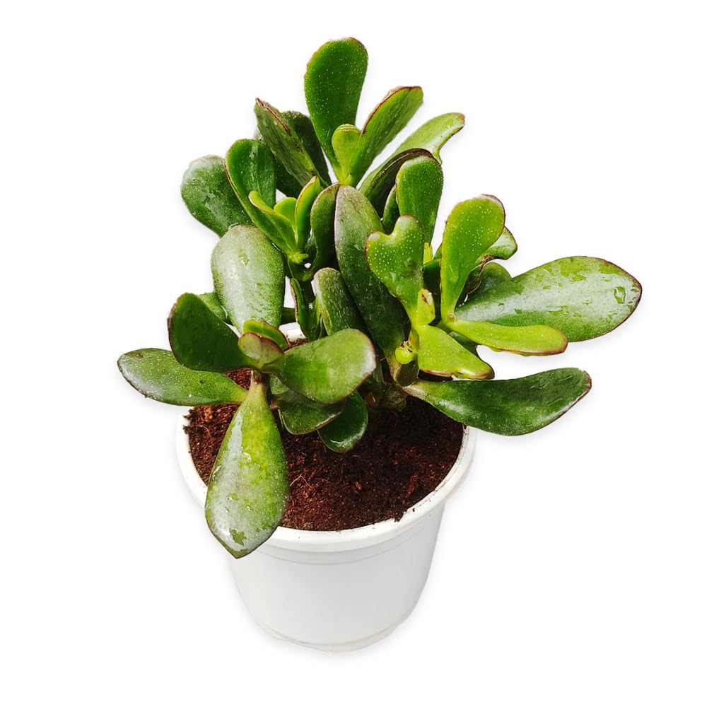 Ripee Crassula Ovata, Jade Succulent Big Leaf Lucky plant with pot (B0DB7K6JGC) Amazon Price History, Amazon Price Tracker