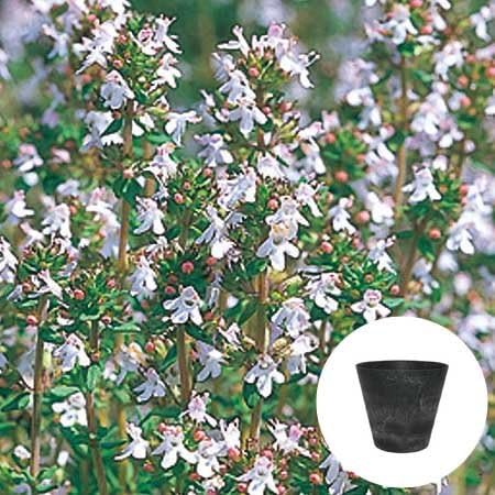 Amazon Co Jp コモンタイム 栽培 セット ハーブ アートストーン 鉢 プランター 貯水機能 付 ブラック Diy 工具 ガーデン