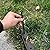 Landscape Edging No Dig,33FT Garden Edging Borders [Extra Tall 4IN High] Flexible Lawn Edging Kit with 30pcs Stakes,Mini Plastic Fence for Yard Flowerbeds,Grass-Black