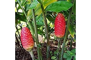 Awapuhi Shampoo Ginger Root Rhizomes