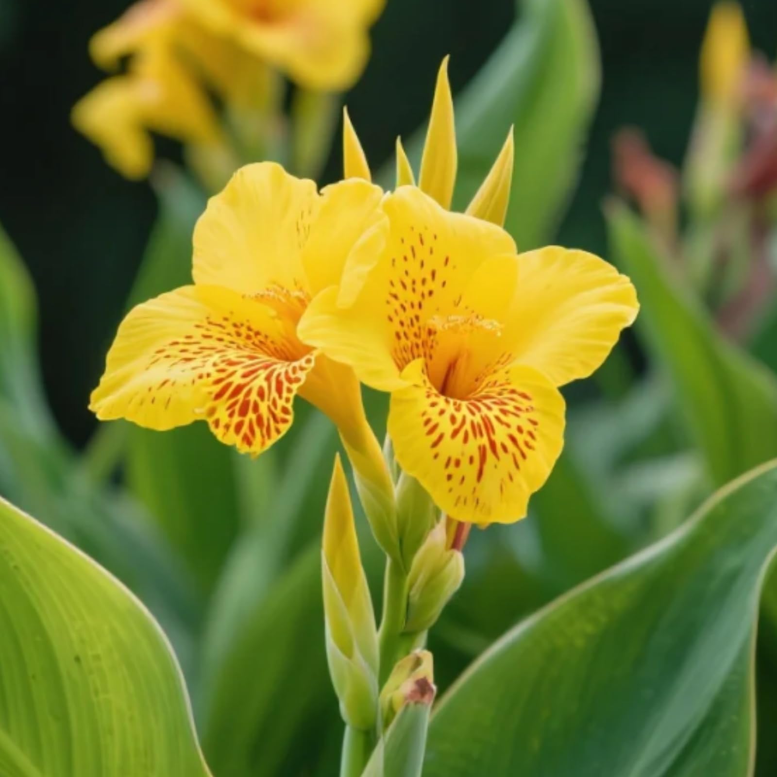 Canna Bulbs for Gardens/Canna Lily Plants UK/Vibrant Floral Display/Potted/Plants/Rhizome/Ornamental/Resistant/Bedding/Gorgeous【BNSOIDE】-A-1 Bulbs