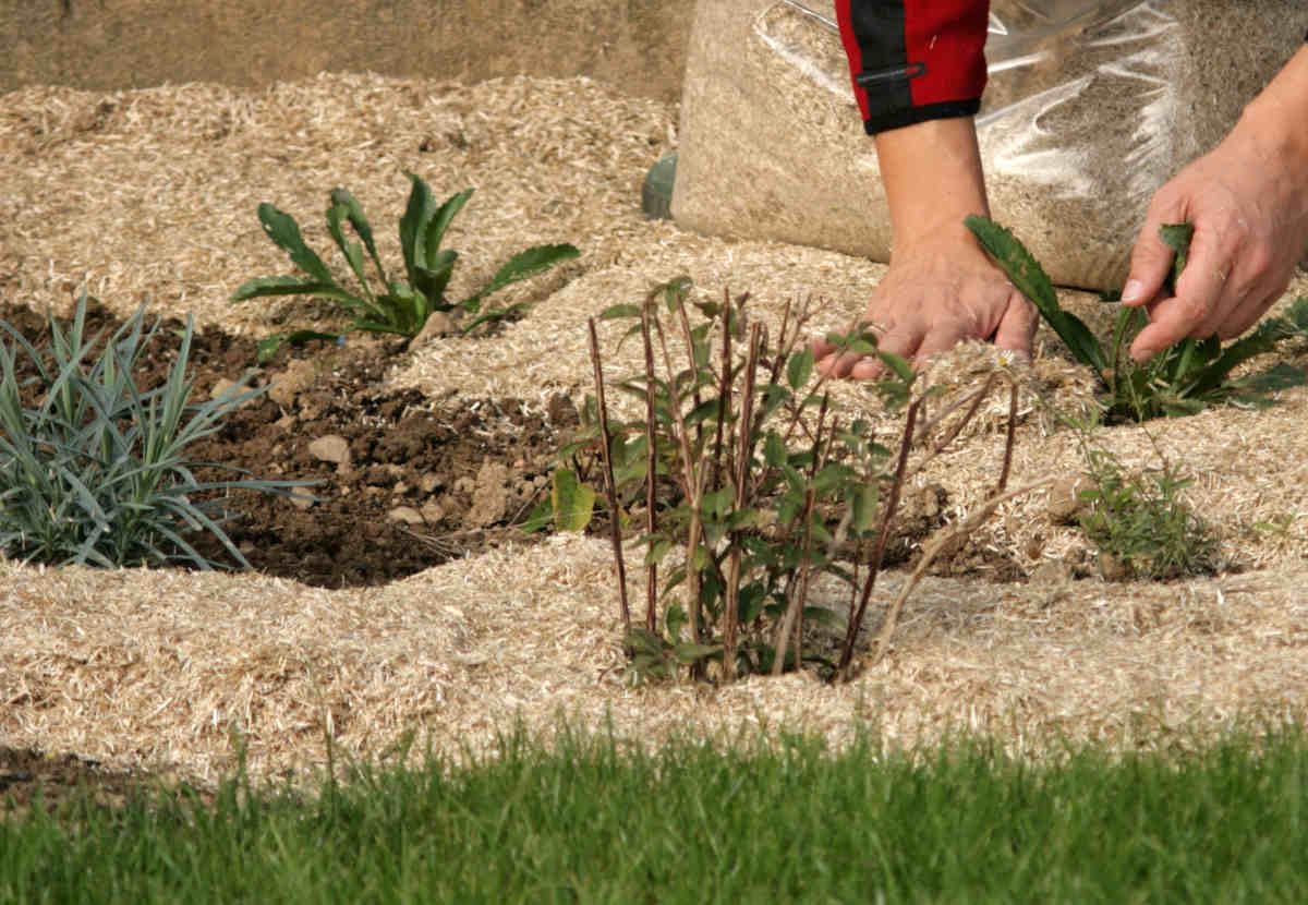 HYDROPLANETE Paillis de Lin 12kg 120L Naturel sans Graine Anti Mauvaises Herbes Rétention Eau Thermorégulation pH Neutre Potager
