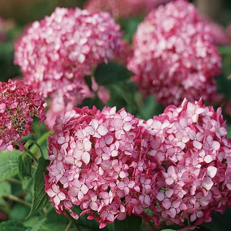 Amazon Co Jp アメリカアジサイ ルビーのアナベル 5号ポット 品種で選べる花木苗 1個売り 学名 Hydrangea Arborescens Ncha3 アジサイ科 ユキノシタ科 アジサイ属 耐寒性落葉低木 原産地 北アメリカ アメリカアジサイ ルビーのアナベルは ピンクのアナベルの改良