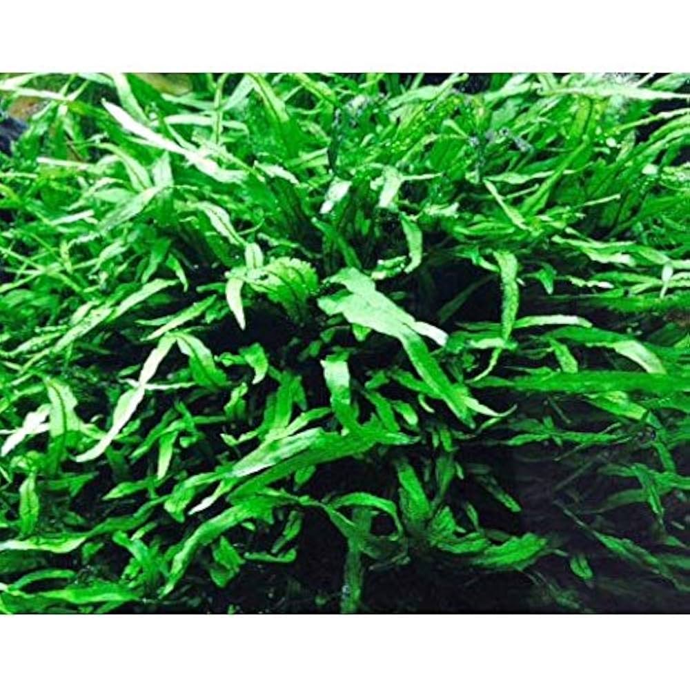 Amazon.co.jp: 大量ミクロソリウム・ナロー 20葉 ◇細い葉の